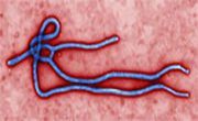 New Ebola Vaccine Shows Promise in Human Trials