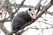 Opossums May Come to Humans’ Rescue for Snake Anti-Venom