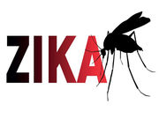 Florida Reports 1st Locally Transmitted Zika Infections in U.S. 4 cases likely originated from area mosquitoes, CDC says