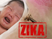 New Clues to Zika’s Threat to Fetus, and How to Stop It Scientists say the virus uses 2 routes to reach the fetus, but an antibiotic may halt that transmission
