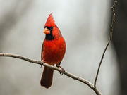 When It Comes to West Nile, Robins Do It, Cardinals Don’t Researchers identify birds likely to spread, suppress the virus